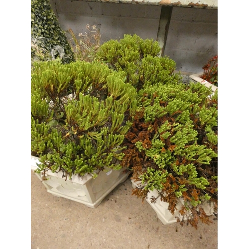 2645 - 3 Large ferns in hexagonal plastic pots