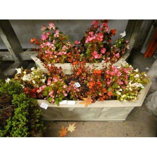 2646 - 2 Troughs of mixed begonias