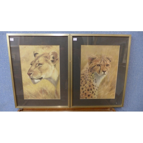 408 - A set of three big cat prints, framed