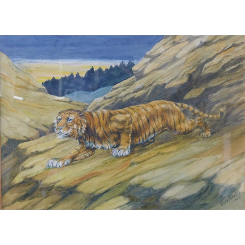 11c - Gilbert Dodd (book illustrator), study of a tiger, watercolour, 24 x 32cms, framed