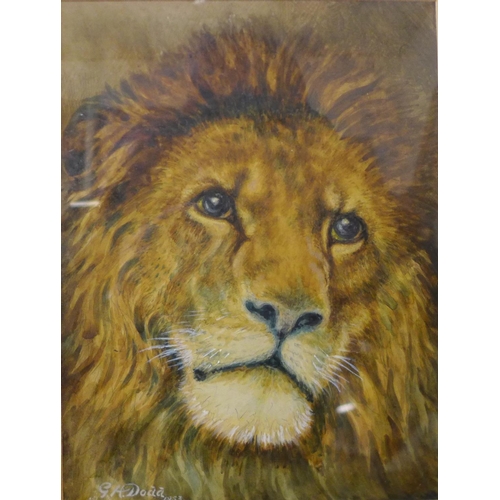 11d - Gilbert Dodd (book illustrator), a study of a lion, watercolour, 25 x 19cms, framed