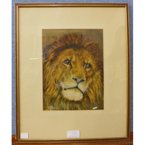 11d - Gilbert Dodd (book illustrator), a study of a lion, watercolour, 25 x 19cms, framed