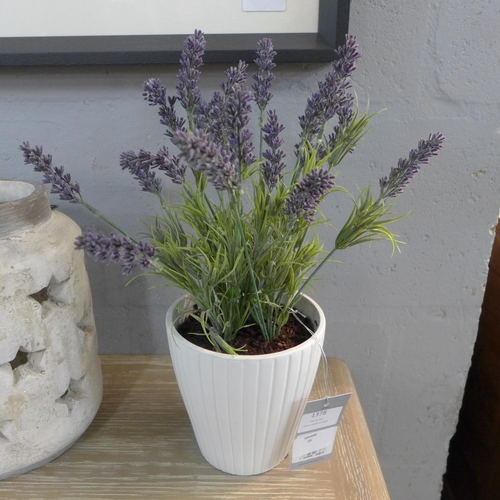 1467 - A potted Lavender in a ribbed pot, 36cms (50745406)   #