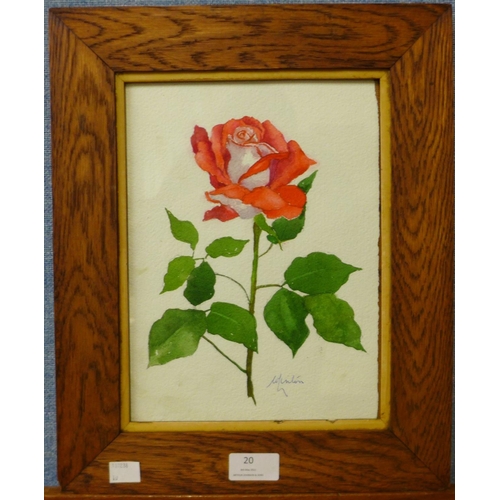 20 - Winifred Linton, still life of a rose, watercolour, 26 x 19cms, framed