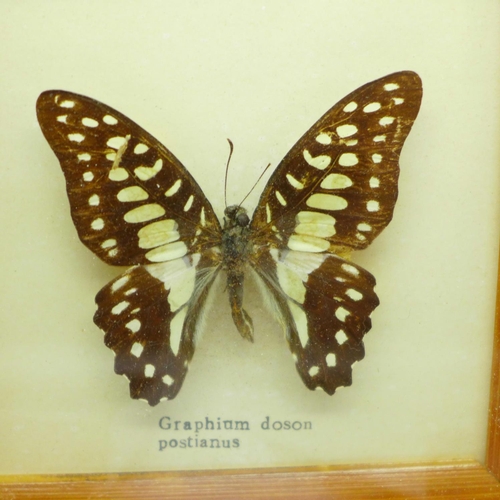 626 - A collection of five framed butterflies