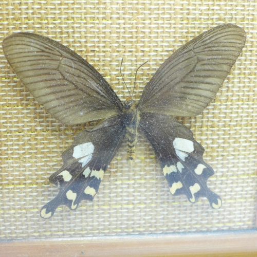 626 - A collection of five framed butterflies