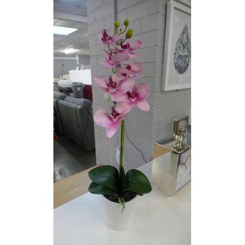 1458 - A single orchid in a white pot (53137907)   #