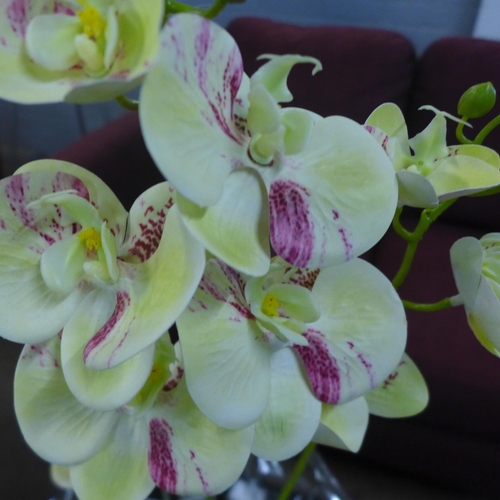 1303 - An orchid arrangement in a gift wrapped bowl, 58cms (54241014)   #