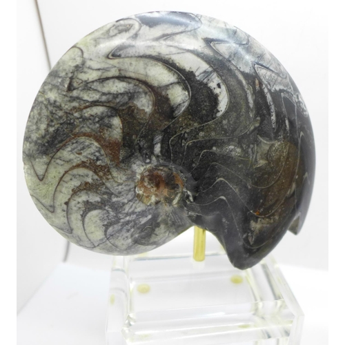 703 - A polished fossil on stand, a glass paperweight and a resin sea life paperweight