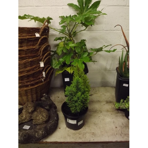 2408A - Castor oil plant in planter plus 2 small conifers