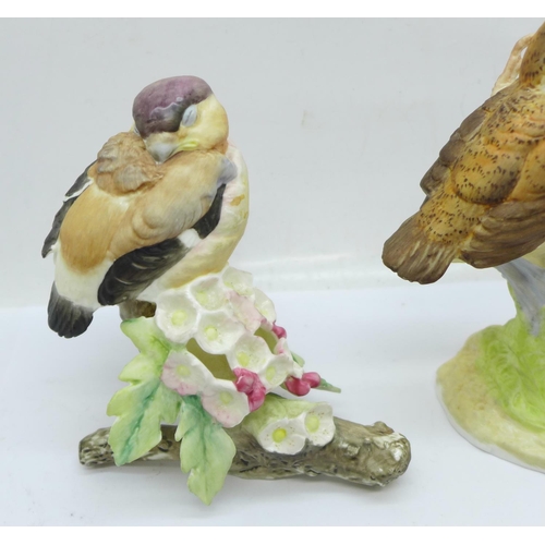 646 - Two Royal Worcester birds; fledgling robin and fledgling bullfinch