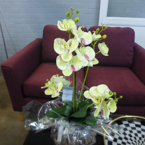 1482 - An orchid arrangement in a gift wrapped bowl, 58cms (54241014)   #