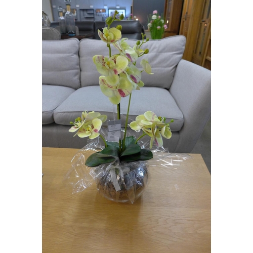 1482 - An orchid arrangement in a gift wrapped bowl, 58cms (54241014)   #