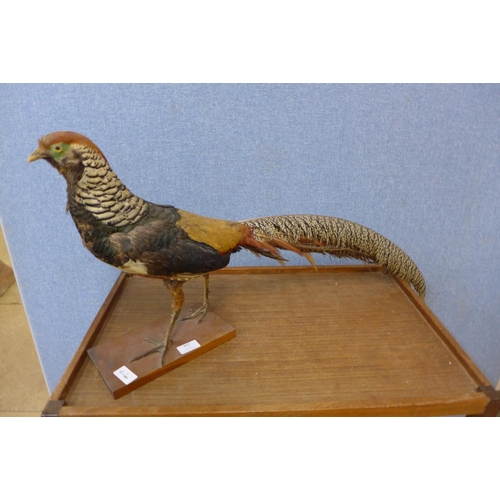 352 - A mounted taxidermy pheasant