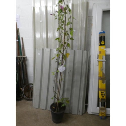 2396 - Plant - potted Clementi Rosea