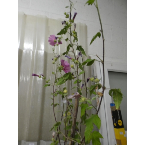 2396 - Plant - potted Clementi Rosea