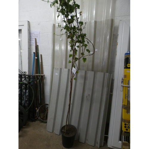 2397 - Plant - potted Clementi Rosea