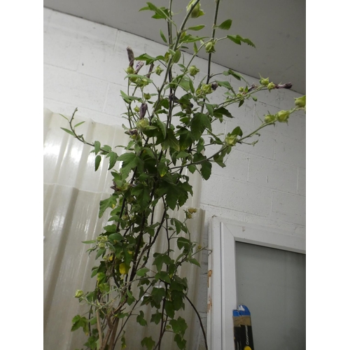 2397 - Plant - potted Clementi Rosea