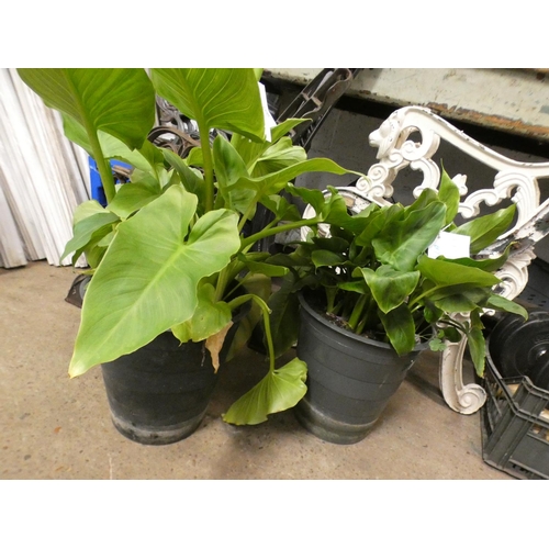 2398 - Plant - 2 potted Calla Lillies