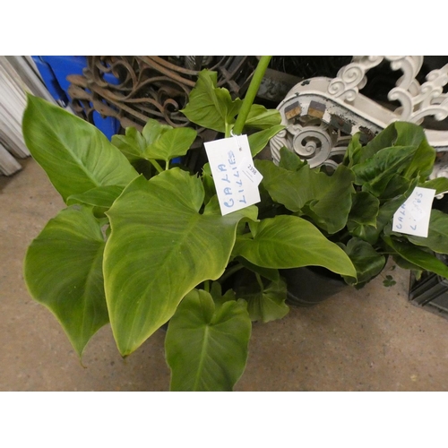 2398 - Plant - 2 potted Calla Lillies