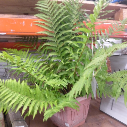 2415 - Plant - potted Woodland Fern