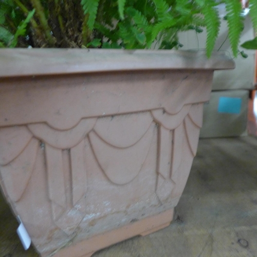 2415 - Plant - potted Woodland Fern