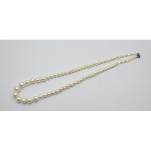 1087 - A string of silver mounted cultured pearls