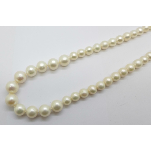 1087 - A string of silver mounted cultured pearls