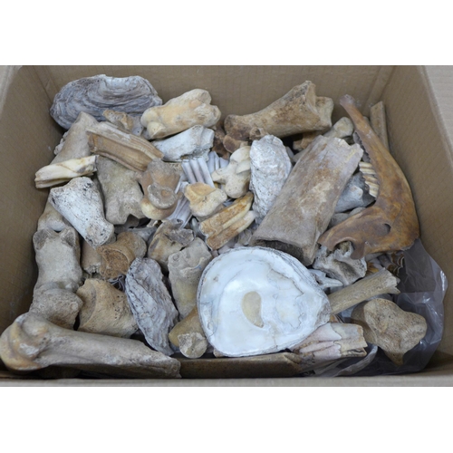 1184 - A collection of shells, bones and animal teeth **PLEASE NOTE THIS LOT IS NOT ELIGIBLE FOR POSTING AN... 