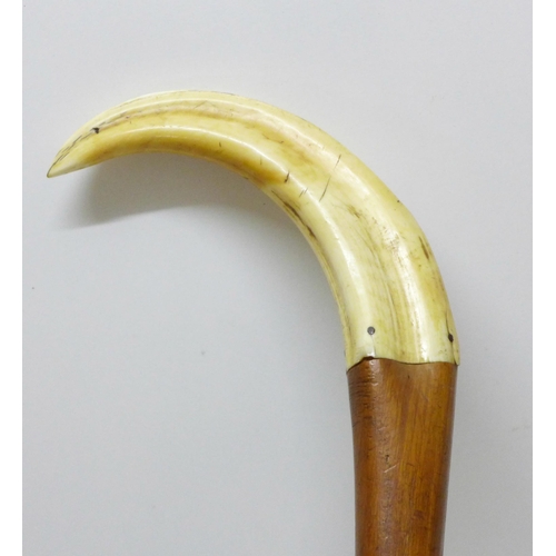 857 - A 19th Century gentleman's walking cane, wild boar tusk handle, spirally carved shaft, bone tip, len... 