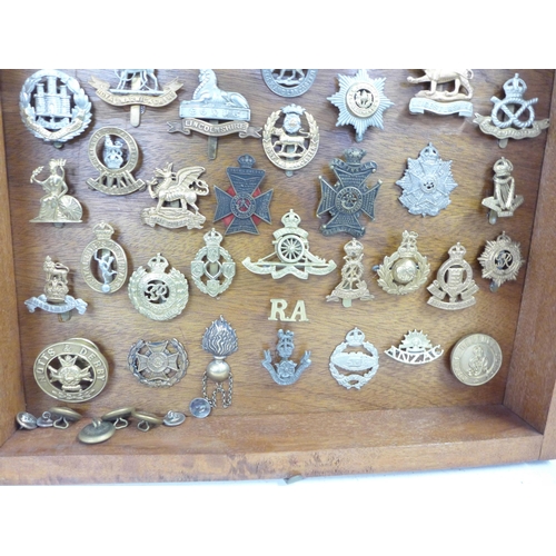 779 - A collection of Regimental cap badges and buttons, mounted in a display case (61)