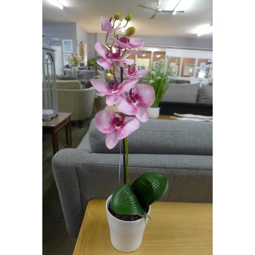 1389 - A single orchid in a white pot (53137907)   #