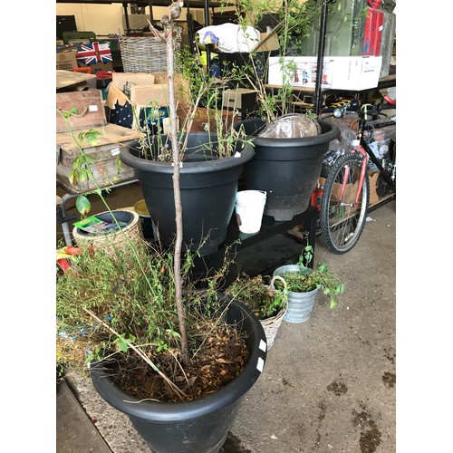 2074 - Small black coffee table with a variety of plant pots and three large vinyl planters containing rose... 