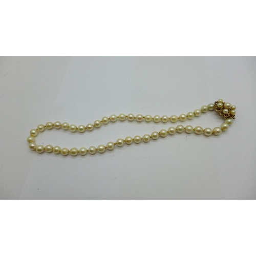 877 - A pearl necklet with 9ct gold clasp, one pearl missing