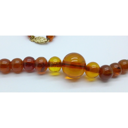 1018 - A Baltic amber bead necklace on 14ct gold clasp, 22.6g