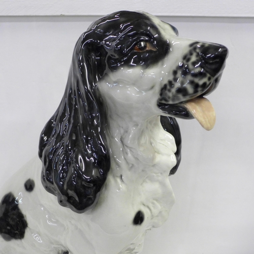 824 - A large china figure of a springer spaniel dog, 43.5cm