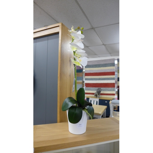 1444 - A single stem orchid in a white pot, 60cms (54837907)   #