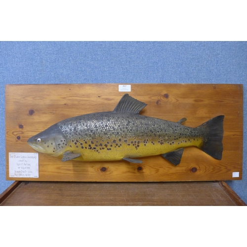 357 - A mounted resin brown trout