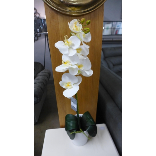 1362 - A single stem orchid in a white pot, 60cms (54837907)   #