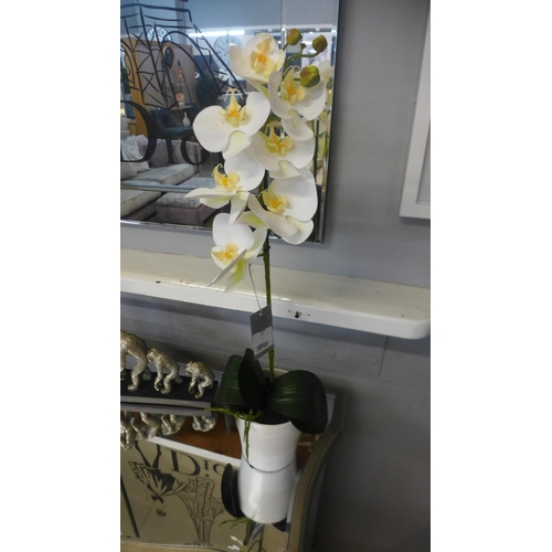 1363 - A single stem orchid in a white pot, 60cms (54837907)   #