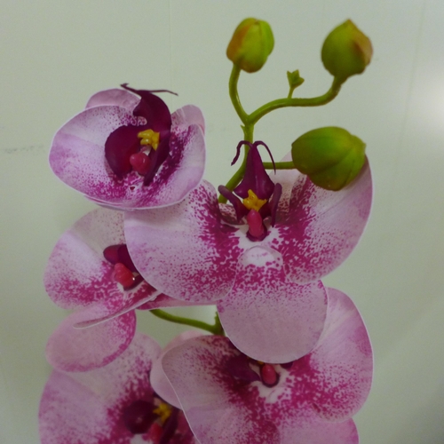 1436 - A single stem pink orchid in a white pot, 60cms (53137907)   #