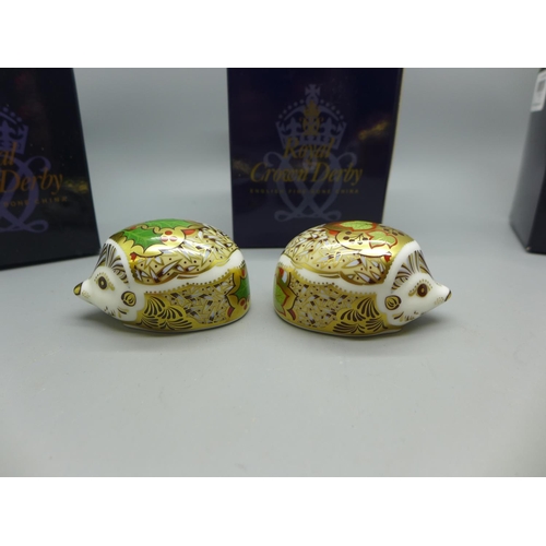 648 - Three Royal Crown Derby Hedgehog Paperweights - Holly Newborn Hedgehog and Ivy Newborn Hedgehog, bot... 