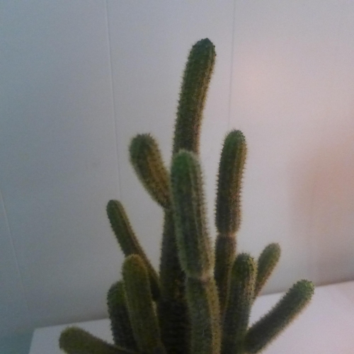 1417 - An artificial cactus in a rustic pot (505941339962616)   #