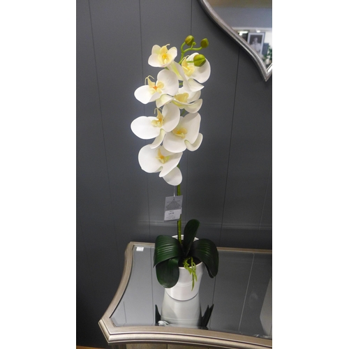 1478 - A single stem white orchid in a white pot, 60cms (54837907)   #