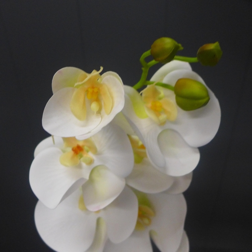 1478 - A single stem white orchid in a white pot, 60cms (54837907)   #