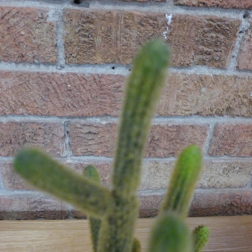 1561 - An artificial cactus in a rustic pot (505941339962616)   #