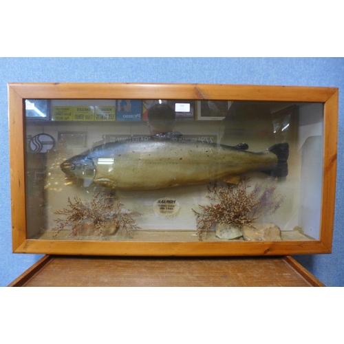 398 - A cased model salmon, Salmo Salar, caught in Loch Rannoch, Perthshire, Scotland