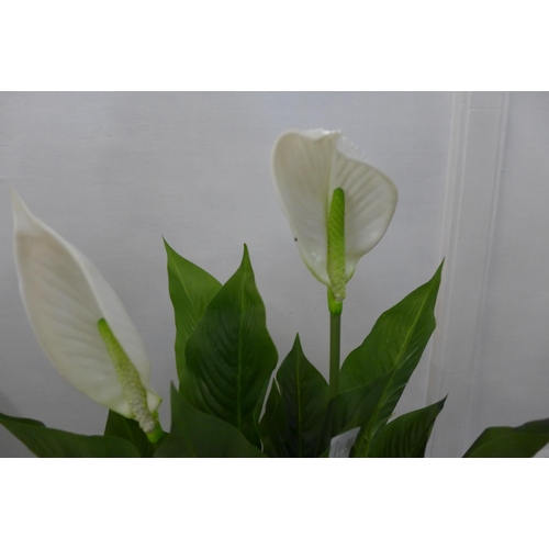 1372 - An artificial Peace Lily