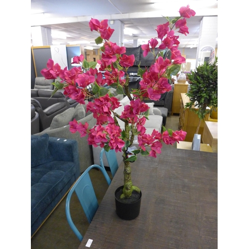 1366 - A large Bougainvillea tree in a pot, H 80cms (2931526)   #