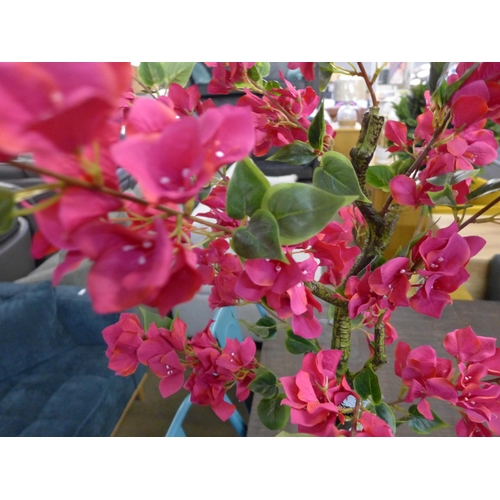 1366 - A large Bougainvillea tree in a pot, H 80cms (2931526)   #